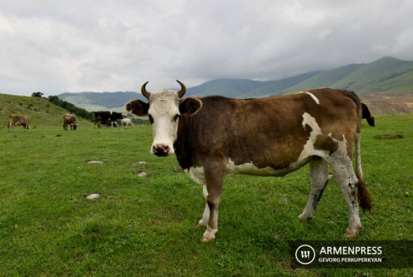 Ճամբարակում կովերի ուղղությամբ կրակած քաղաքացուն բերման են ենթարկել