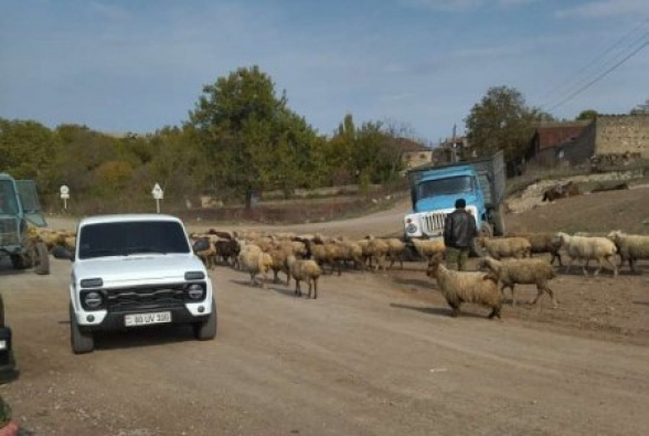 Հակառակորդը հետ է հանձնել Կոռնիձորի բնակչին պատկանող 106 գլուխ ոչխարները