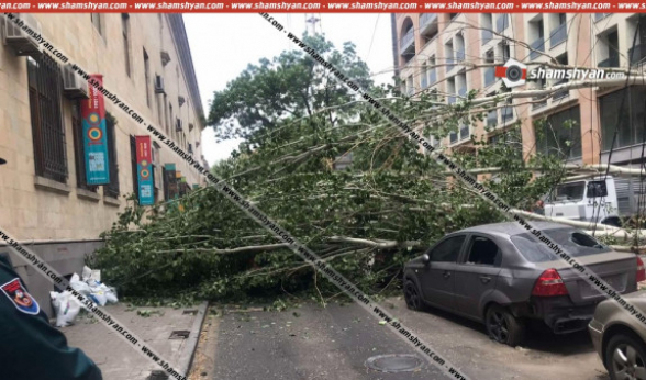 Сильный ветер в Ереване повалил дерево: оно упало на машину (видео)