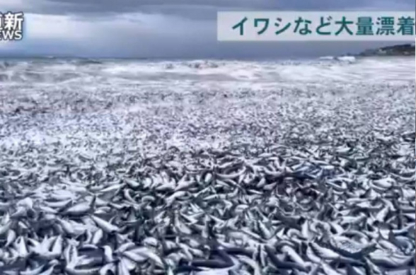 В Японии тысячи тонн рыбы выбросило на берег