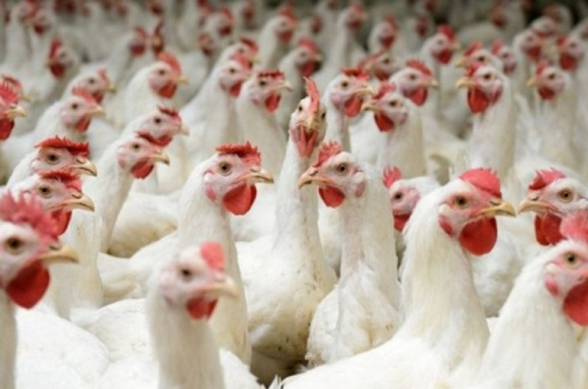 Из-за вспышки птичьего гриппа в Японии уничтожат почти 110 тысяч кур