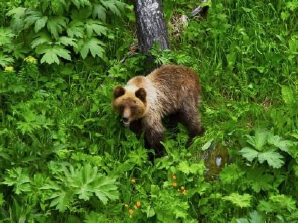 В России медведь насмерть загрыз рыбака