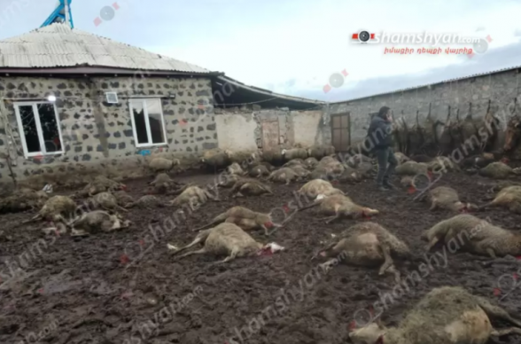 Волки растерзали более 100 овец и ягнят в Гегаркуникском марзе Армении