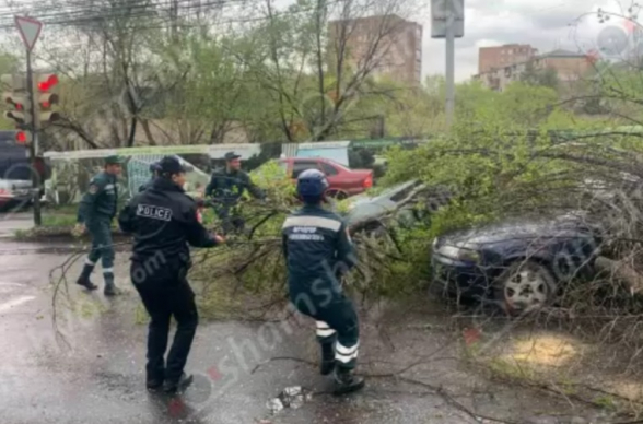 Նոր Նորքում ծառը պոկվել և ընկել է կայանված «Toyota»-ի և «Opel»-ի վրա