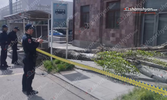 Երևանում ուժեղ քամու հետևանքով հաստաբուն ծառն արմատից պոկվել էր և փակել մայթը