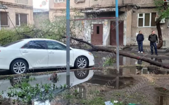 Երևանում հաստաբուն ծառը արմատից պոկվել և ընկել է կայանված «Toyota Camry»-ի վրա