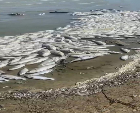 Экологическая катастрофа в Азербайджане: в одном из озер зафиксирована массовая гибель рыбы