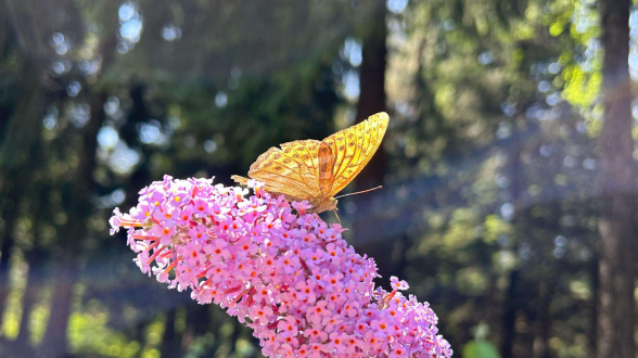 Աստիճանաբար կտաքանա 4-6 աստիճանով. եղանակի տեսություն