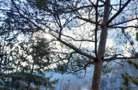 Արագածոտնի, Լոռու, Շիրակի մարզերում ուժեղ քամին վնասներ է հասցրել