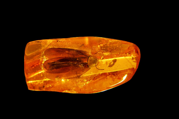 Таракана возрастом 35 миллионов лет обнаружили в Калининградской области РФ