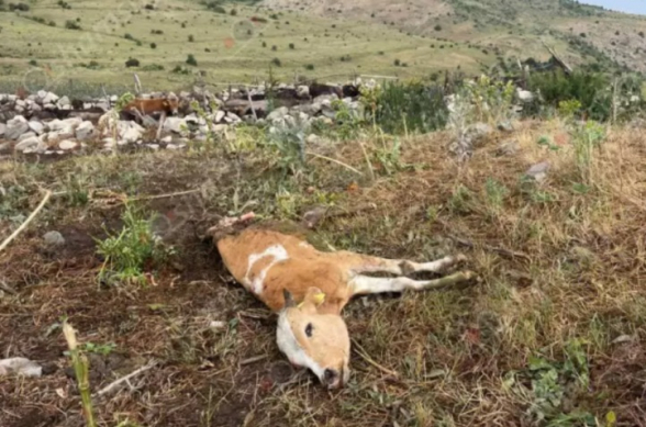Ուրցաձոր համայնքում արջը արոտավայրում հարձակվել է խոշոր եղջերավոր անասունի վրա և հոշոտել