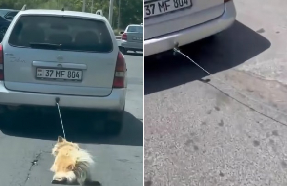 Տղամարդը շանը կապել է մեքենայից ու քարշ տվել, կենդանին վնասվածքներ է ստացել (տեսանյութ)