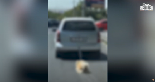 Կենդանու նկատմամբ դшժան վերաբերմունք դրսևորած անձը ձերբակալվել է