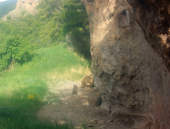 Գորշ արջի քոթոթները խաղում ու զվարճանում են «Խոսրովի անտառ» արգելոցում