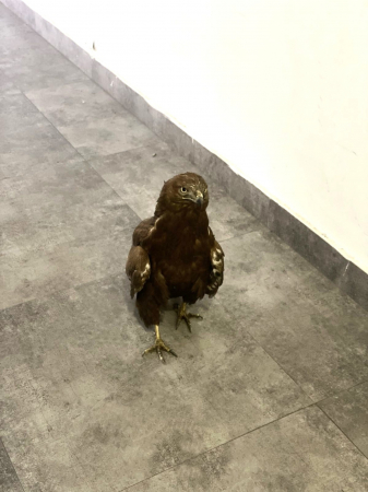 Կարմիր գրքում գրանցված արծիվը տեղափոխվել է Երևանի կենդանաբանական այգի