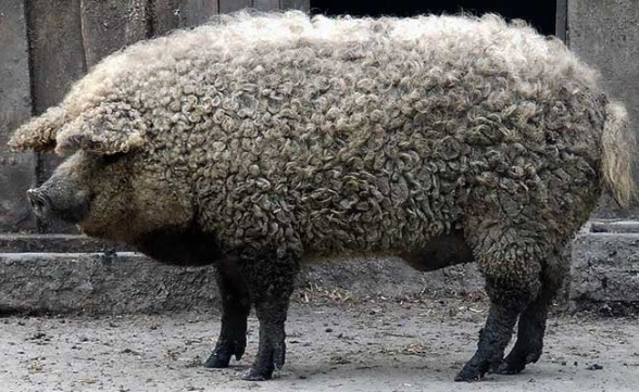 Ամենանողկալին խոզի «մունդառ խասիաթով» ոչխարներն են