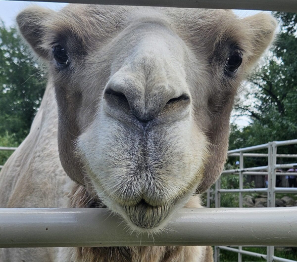 Ուղտաերթ, լամաերթ, բենթլիերթ կարող են անել