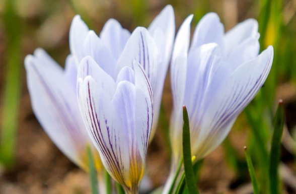 Մարտին օդի ամսական միջին ջերմաստիճանը կանխատեսվում է նորմայից ցածր 1-2 աստիճանով