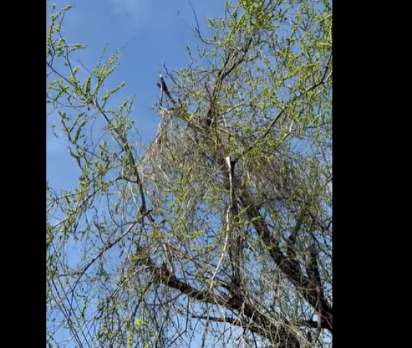 ՔՊ-ի անպատասխանատու վերաբերմունքի հերթական ապացույցը (տեսանյութ)